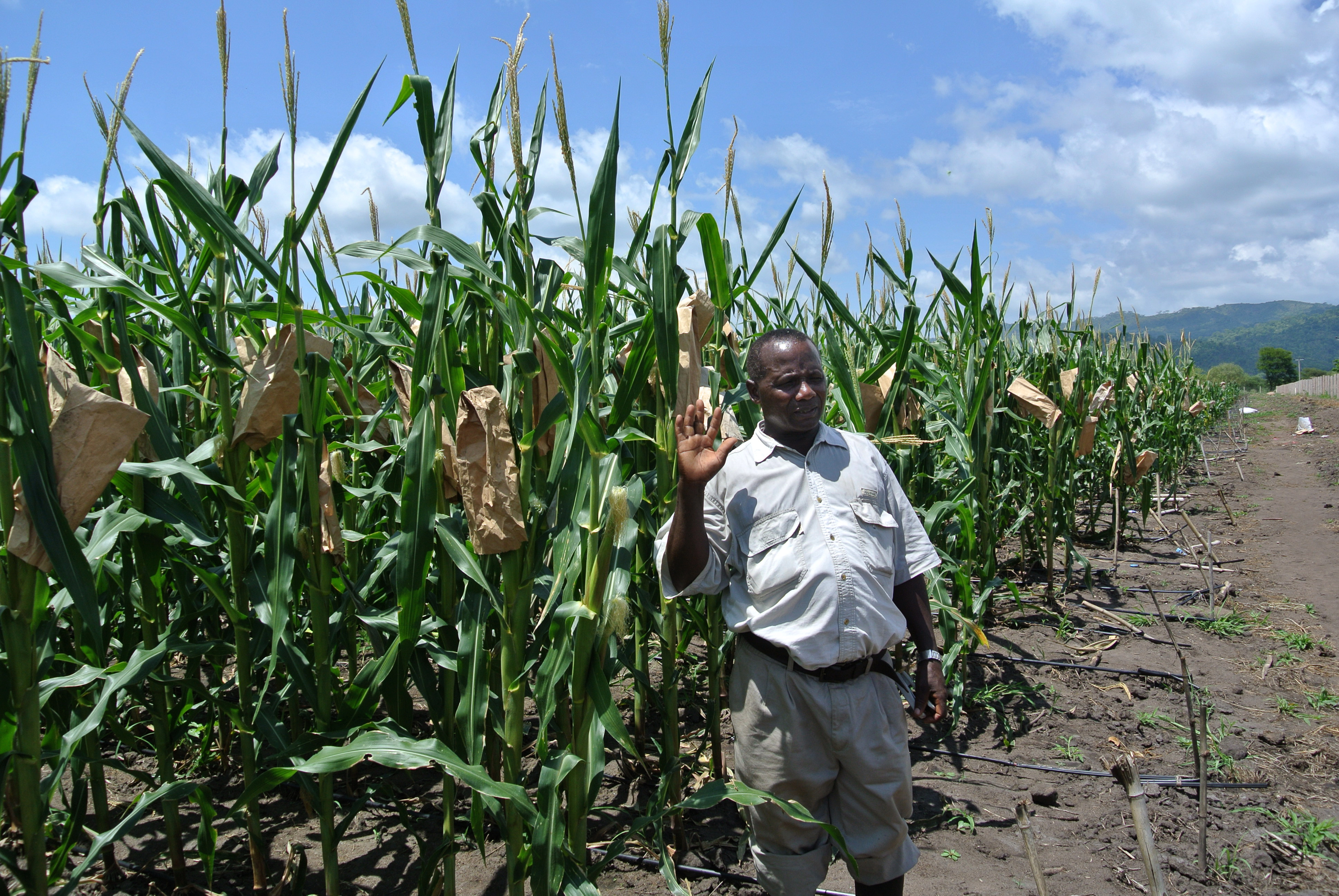 WEMA at Ilonga Agricultural Research Institute station